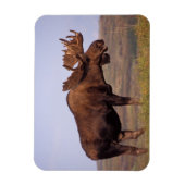 Elch, Alces Alces, Stier mit großen Geweihten Magnet (Vertikal)