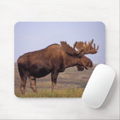 Elch, Alces Alces, Stier mit großen Geweihten Mousepad (Mit Mouse)