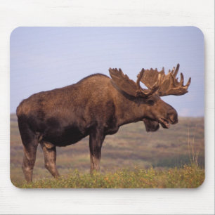 Elch, Alces Alces, Stier mit großen Geweihten Mousepad
