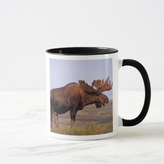 Elch, Alces Alces, Stier mit großen Geweihten Tasse (Rechts)