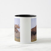 Elch, Alces Alces, Stier mit großen Geweihten Tasse (Zentrum)