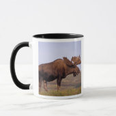 Elch, Alces Alces, Stier mit großen Geweihten Tasse (Links)
