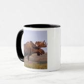 Elch, Alces Alces, Stier mit großen Geweihten Tasse (Vorderseite Links)