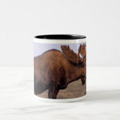 Elch, Alces Alces, Stier mit großen Geweihten Zweifarbige Tasse (Mittel)