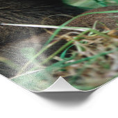 Elch, Alzen, im Gras liegendes Kalb, Kenai Fotodruck (Ecke)