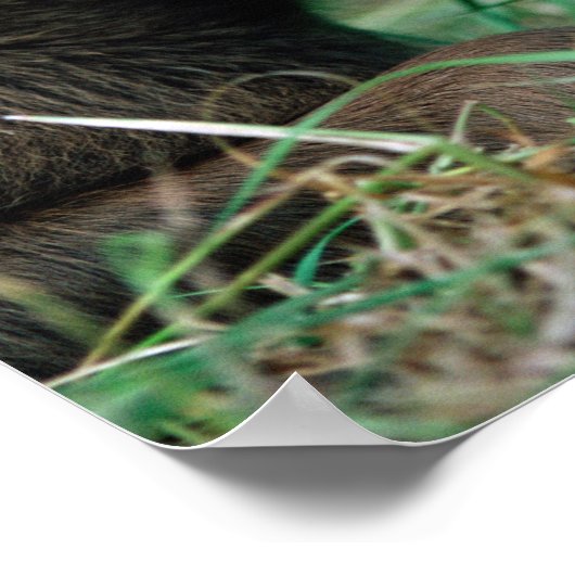 Elch, Alzen, im Gras liegendes Kalb, Kenai Poster (Ecke)