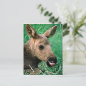 Elch, Alzen, im Gras liegendes Kalb, Kenai Postkarte (Stehend Vorderseite)
