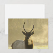 Elch atmet postkarte (Vorne/Hinten)