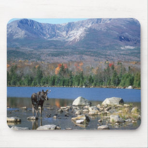 Elch-Auflage Mousepad