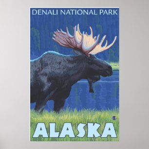 Elch bei Nacht - Denali Nat'l Park, Alaska Poster