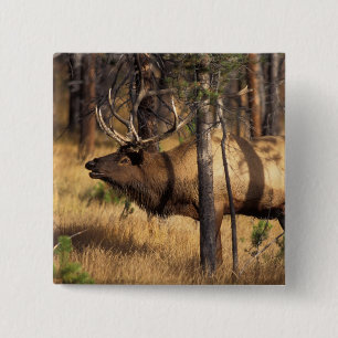 Elch, Cervus elaphus, Bulle röhrt in einem abgebra Button