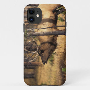 Elch, Cervus elaphus, Bulle röhrt in einem abgebra iPhone 11 Hülle