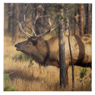 Elch, Cervus elaphus, Bulle röhrt in einem abgebra Fliese