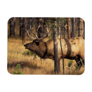 Elch, Cervus elaphus, Bulle röhrt in einem abgebra Magnet