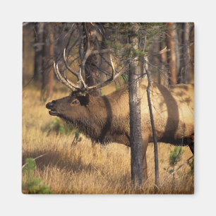 Elch, Cervus elaphus, Bulle röhrt in einem abgebra Magnet
