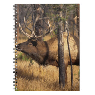 Elch, Cervus elaphus, Bulle röhrt in einem abgebra Notizblock
