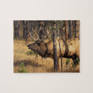 Elch, Cervus elaphus, Bulle röhrt in einem abgebra Puzzle