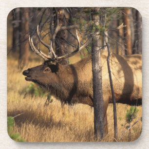 Elch, Cervus elaphus, Bulle röhrt in einem abgebra Untersetzer