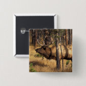 Elch, Cervus elaphus, Bullenbrillen in einem verbr Button (Vorne & Hinten)