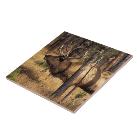 Elch, Cervus elaphus, Bullenbrillen in einem verbr Fliese (Seite)