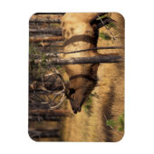 Elch, Cervus elaphus, Bullenbrillen in einem verbr Magnet (Vertikal)