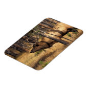 Elch, Cervus elaphus, Bullenbrillen in einem verbr Magnet (Linke Seite)