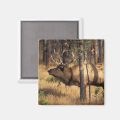 Elch, Cervus elaphus, Bullenbrillen in einem verbr Magnet (Vorderseite/Rückseite)