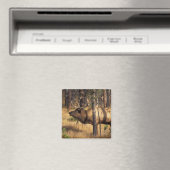 Elch, Cervus elaphus, Bullenbrillen in einem verbr Magnet (In Situ (Geschirrspüler))