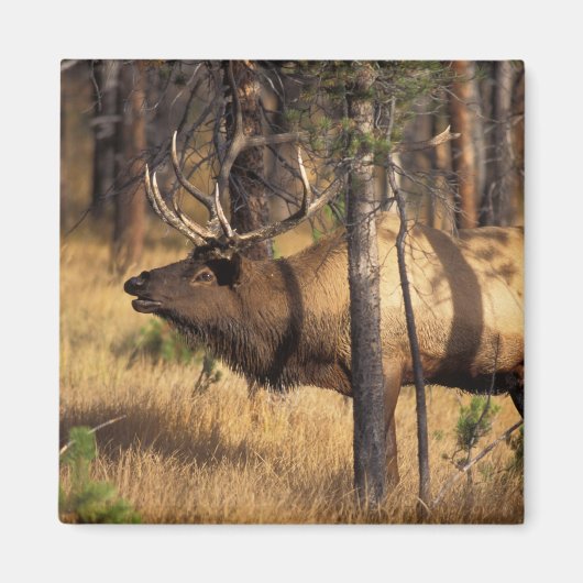 Elch, Cervus elaphus, Bullenbrillen in einem verbr Magnet (Vorne)