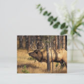 Elch, Cervus elaphus, Bullenbrillen in einem verbr Postkarte (Stehend Vorderseite)