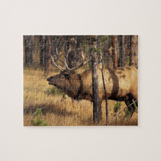 Elch, Cervus elaphus, Bullenbrillen in einem verbr Puzzle (Horizontal)