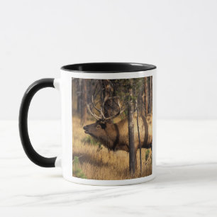 Elch, Cervus elaphus, Bullenbrillen in einem verbr Tasse