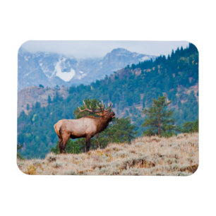 Elch (Cervus Elephus) Bull röhrt Magnet