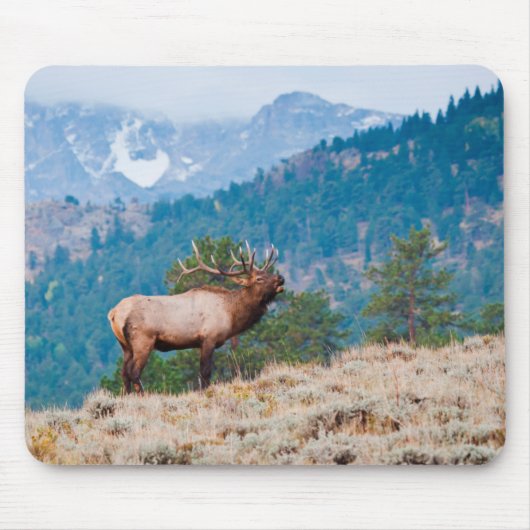 Elch (Cervus Elephus) Bull röhrt Mousepad (Vorne)