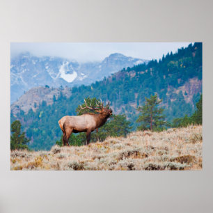 Elch (Cervus Elephus) Bull röhrt Poster