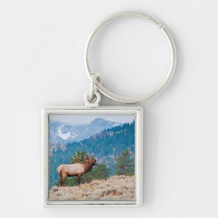 Elch (Cervus Elephus) Bull röhrt Schlüsselanhänger