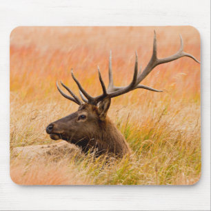 Elch (Cervus Elephus) ruht auf Wiesen Gras Mousepad