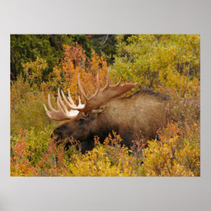 Elch   Denali-Nationalpark, Alaska Poster
