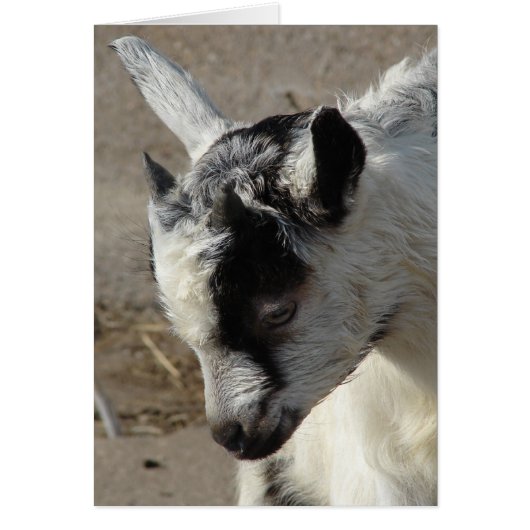 Elch die Ziegenkid (Vorne)