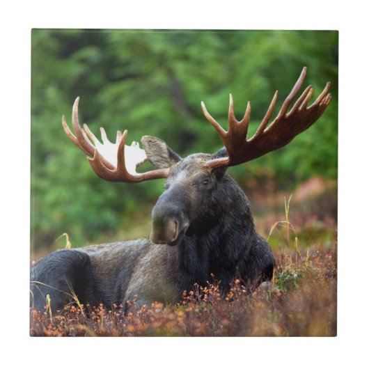 Elch Fliese (Vorderseite)