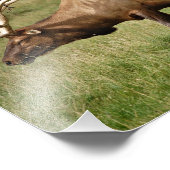 Elch Fotodruck (Ecke)