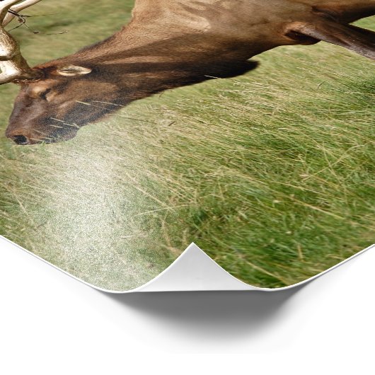 Elch Fotodruck (Ecke)