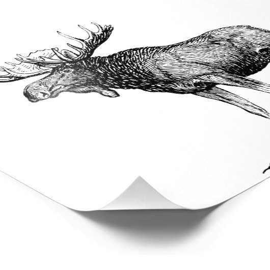 Elch Fotodruck (Ecke)