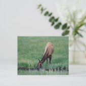 Elch - Gelbstein Postkarte (Stehend Vorderseite)