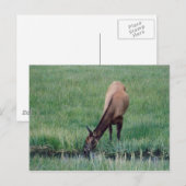 Elch - Gelbstein Postkarte (Vorne/Hinten)