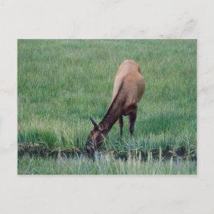 Elch - Gelbstein Postkarte