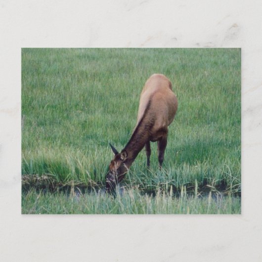 Elch - Gelbstein Postkarte (Vorderseite)