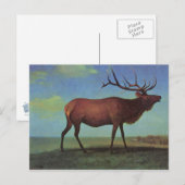 Elch-Gemälde Postkarte (Vorne/Hinten)