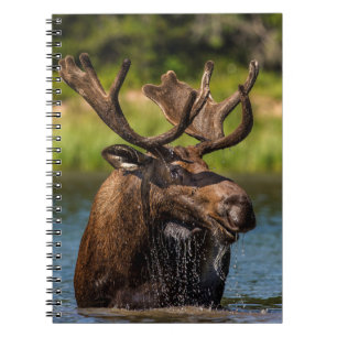 Elch Glacier-Nationalpark Montana Notizblock