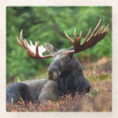 Elch Glasuntersetzer (Vorderseite)